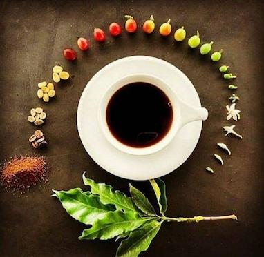 روشهای مختلف به عمل آوردن قهوه از دیروز تا امروز